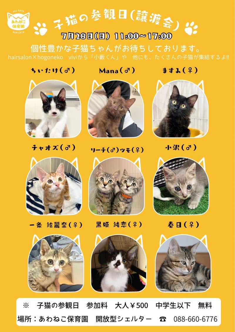 子猫の参観日240728sat