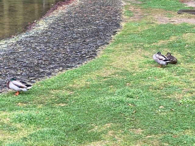 徳島中央公園